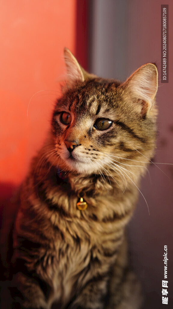 猫咪