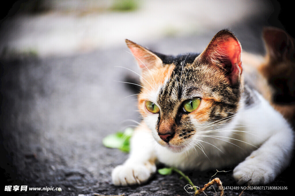 猫咪