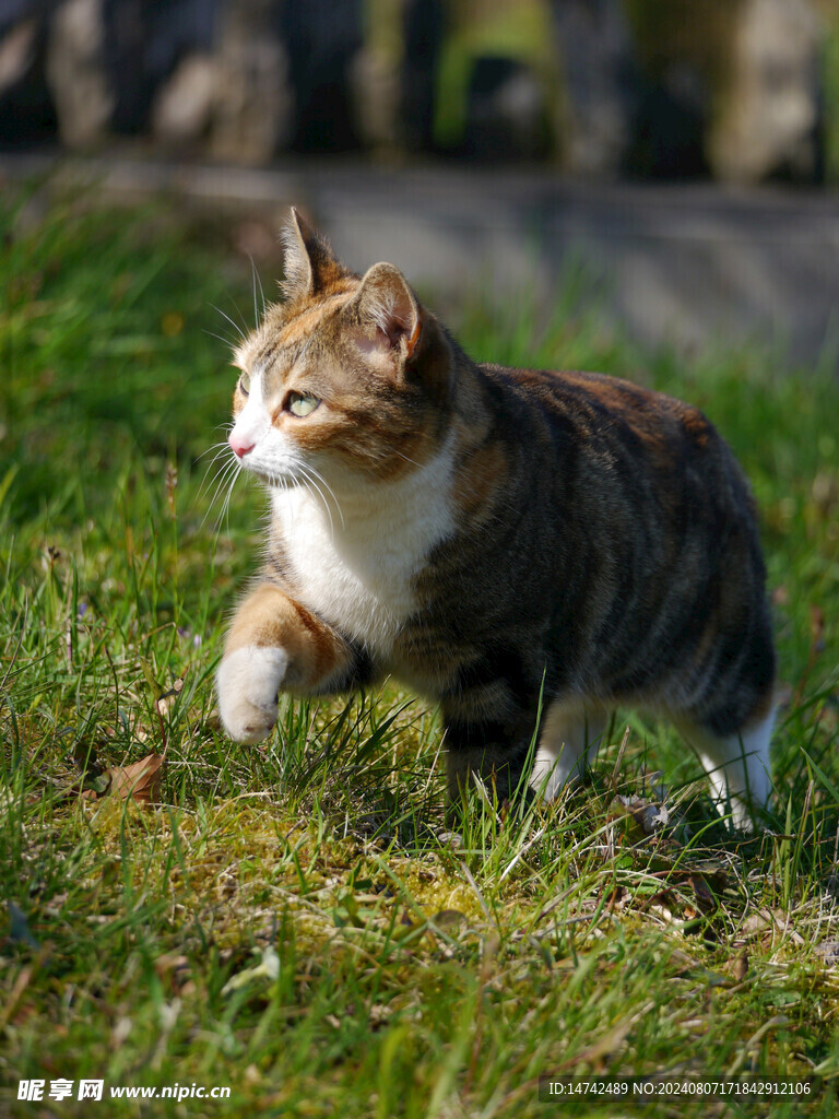 猫咪