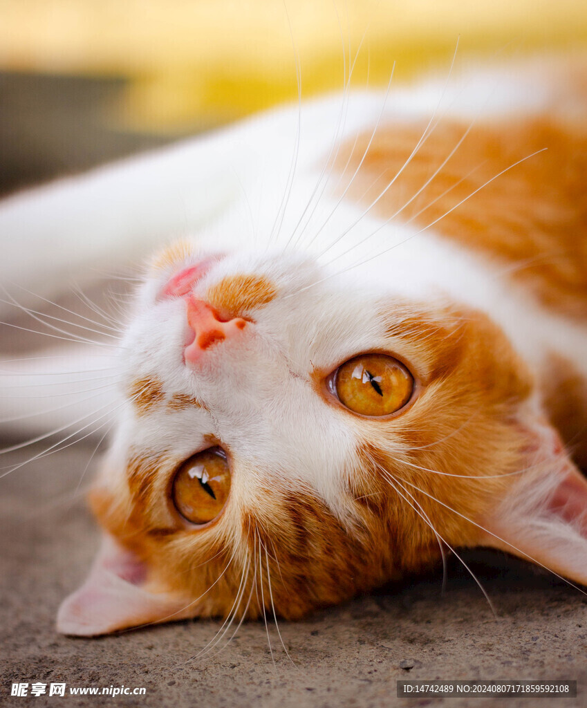 猫咪