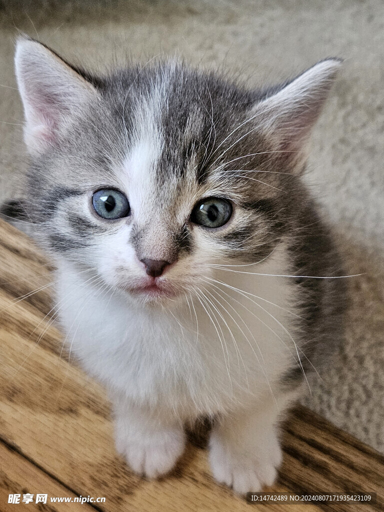 猫咪