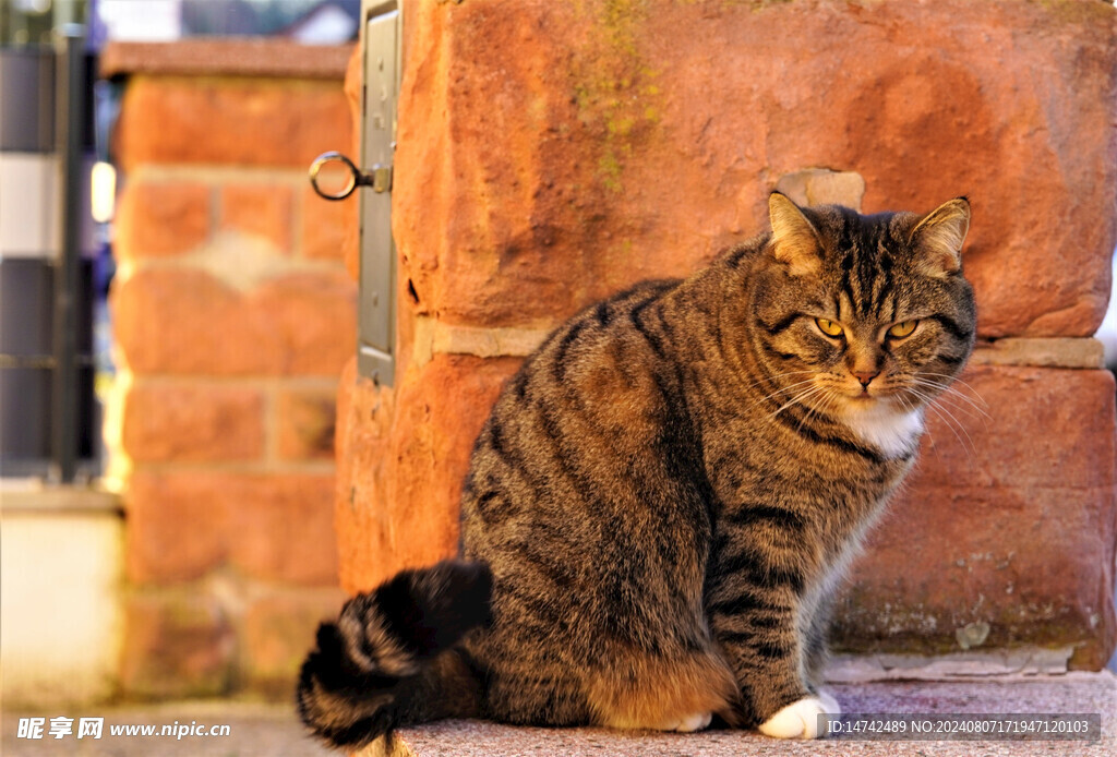 猫咪