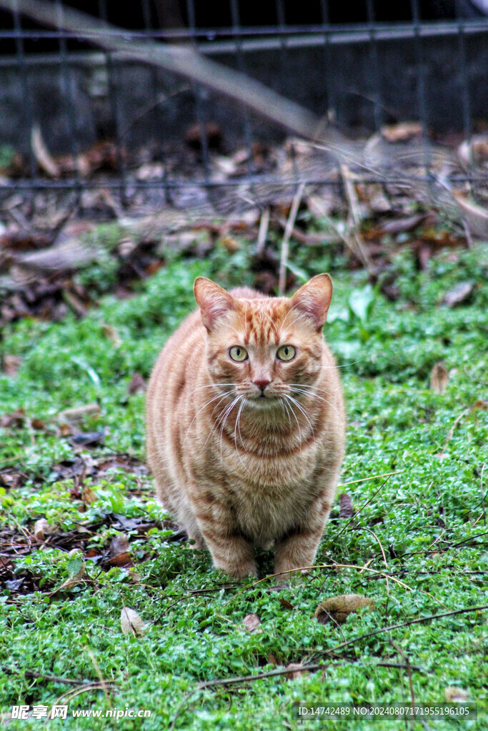 宠物猫