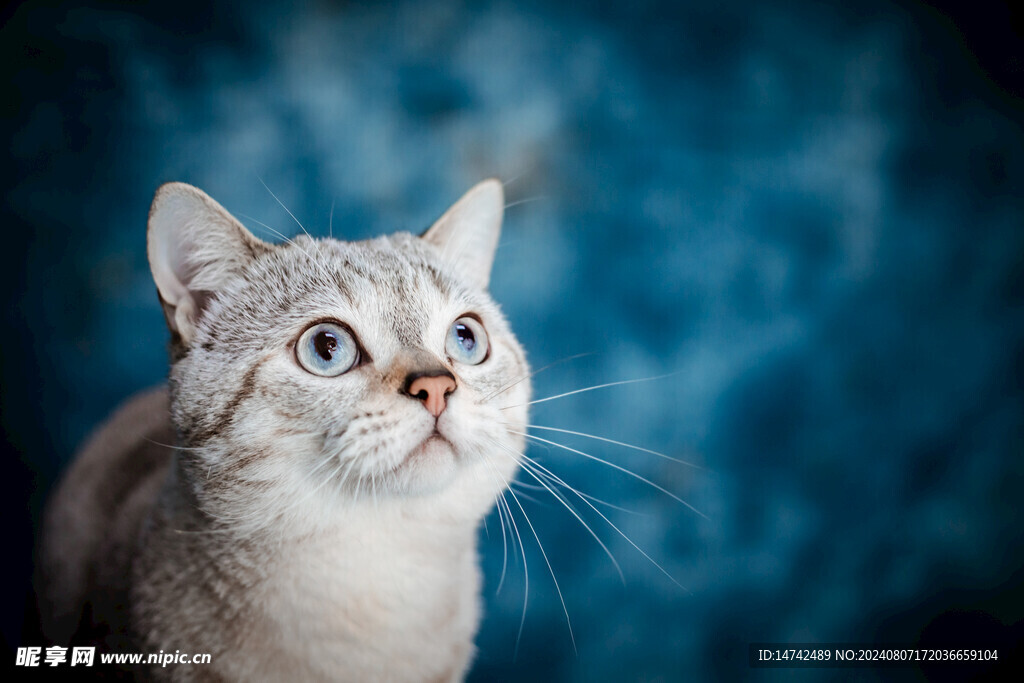 宠物猫