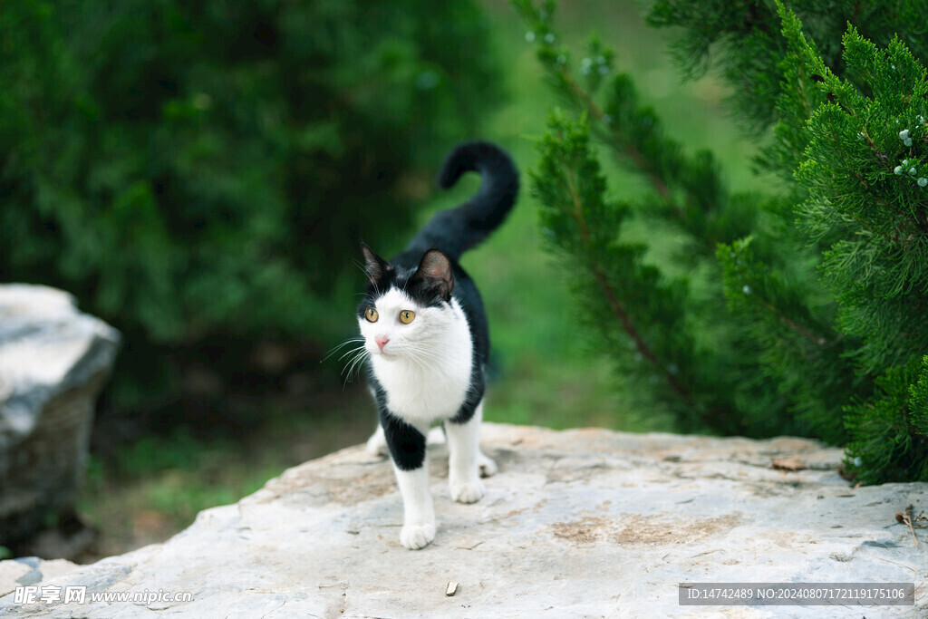 宠物猫