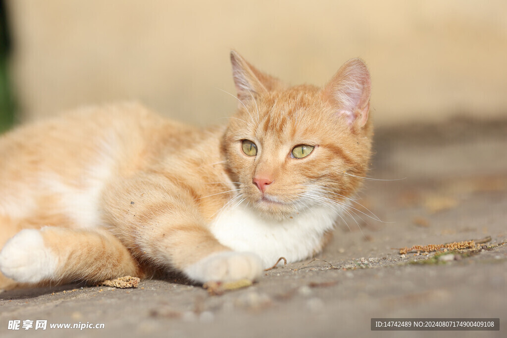 宠物猫