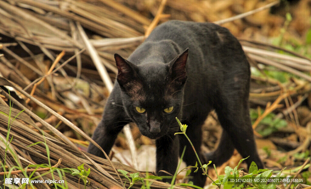 黑猫