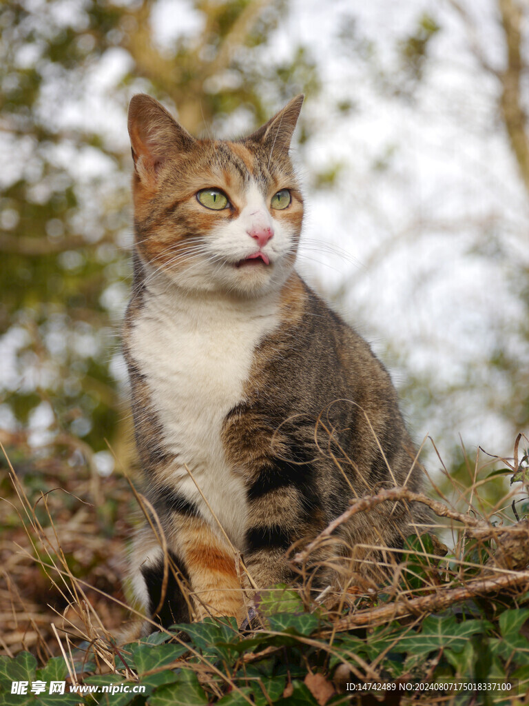宠物猫