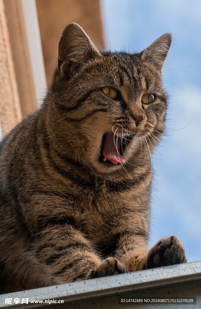 宠物猫