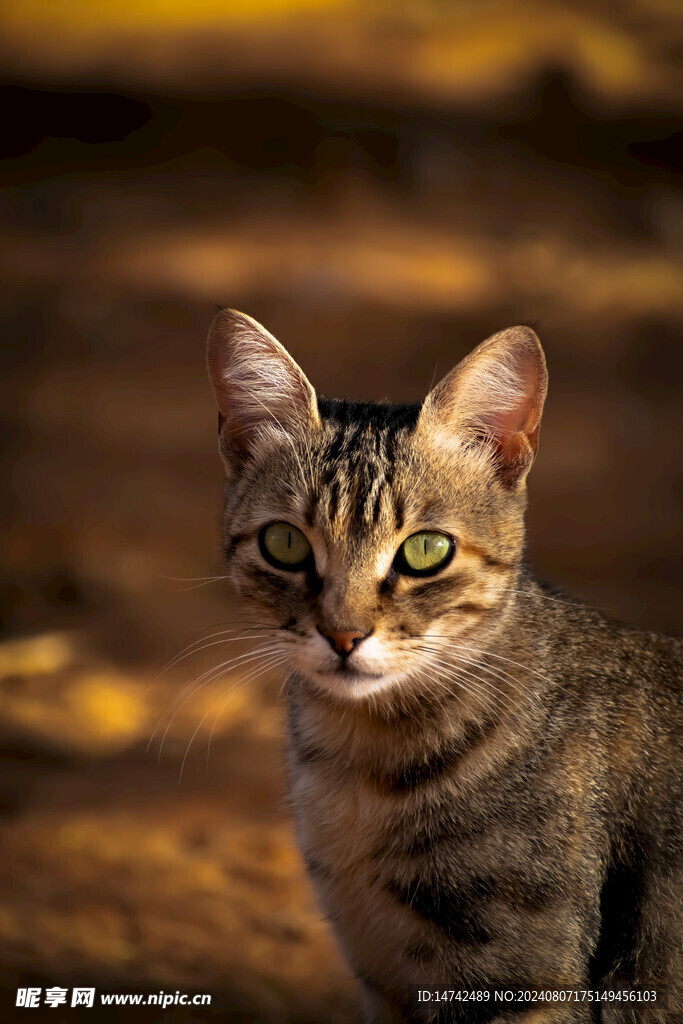 宠物猫