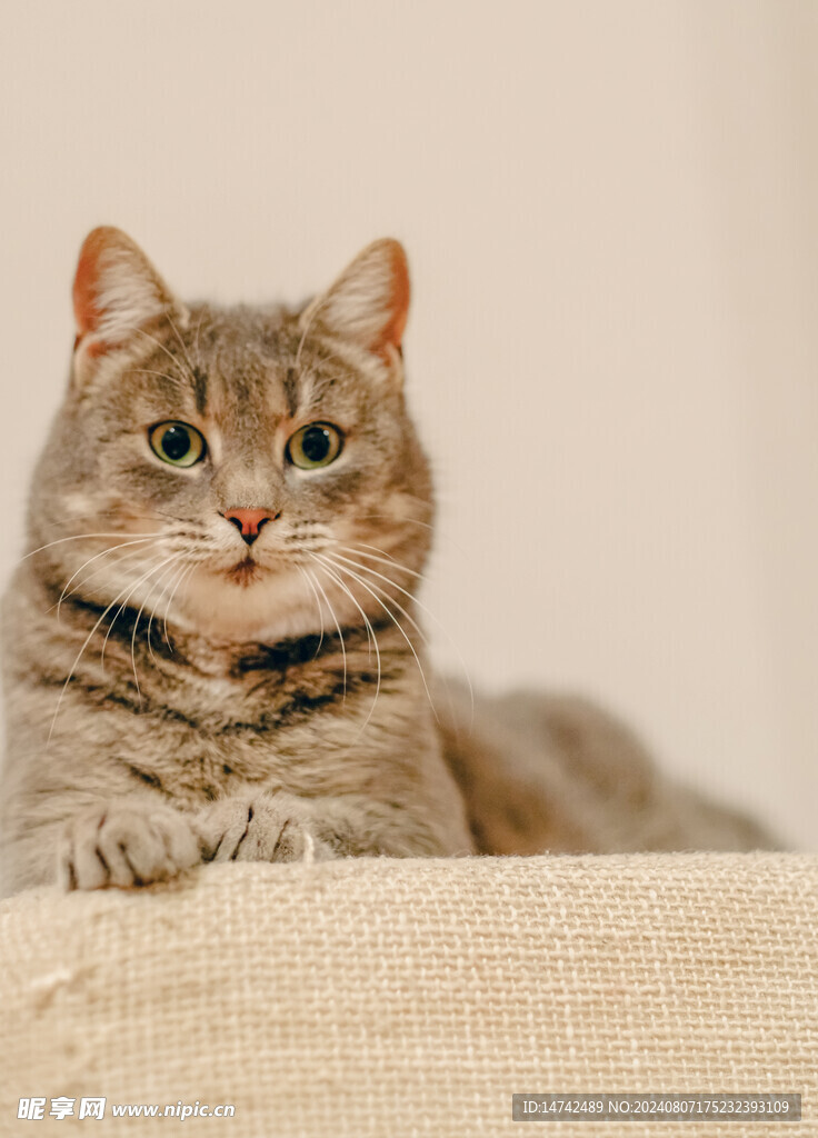 猫咪