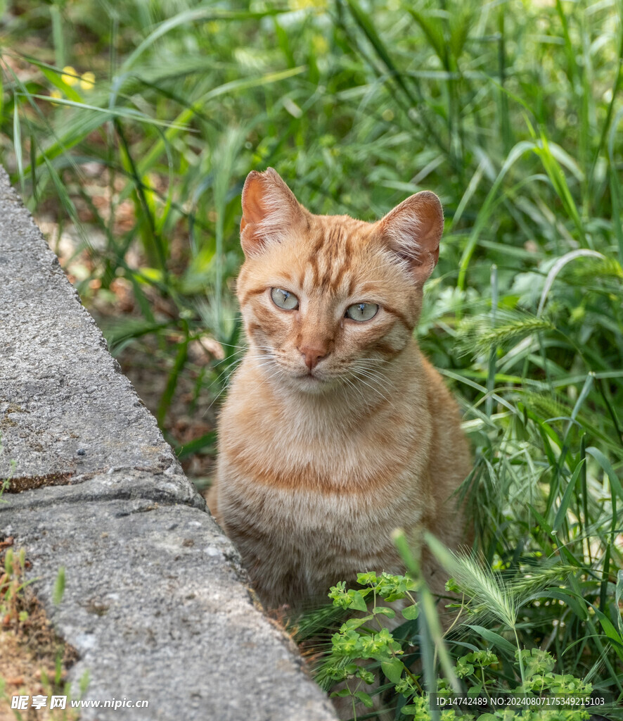 猫咪