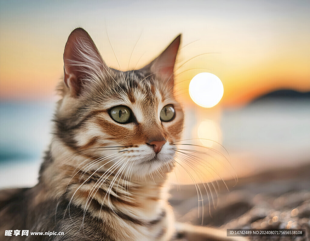 猫咪