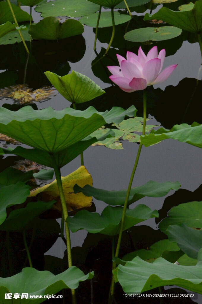 荷花荷叶  