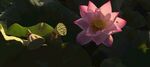 莲花