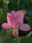 莲花 莲子 莲叶 水莲 睡莲