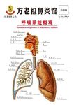 鼻炎馆呼吸系统概观展板