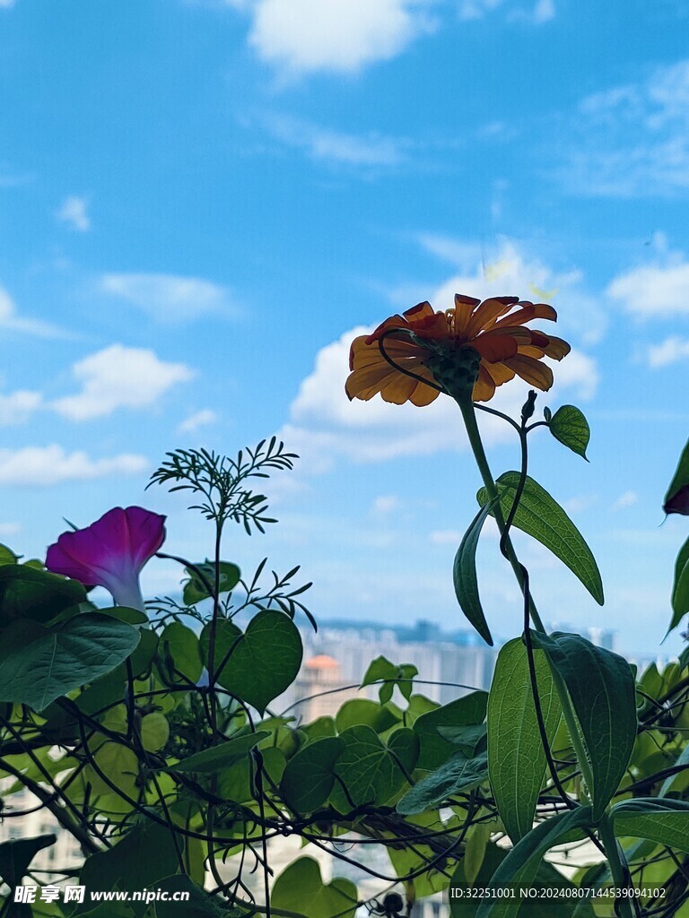 百日草
