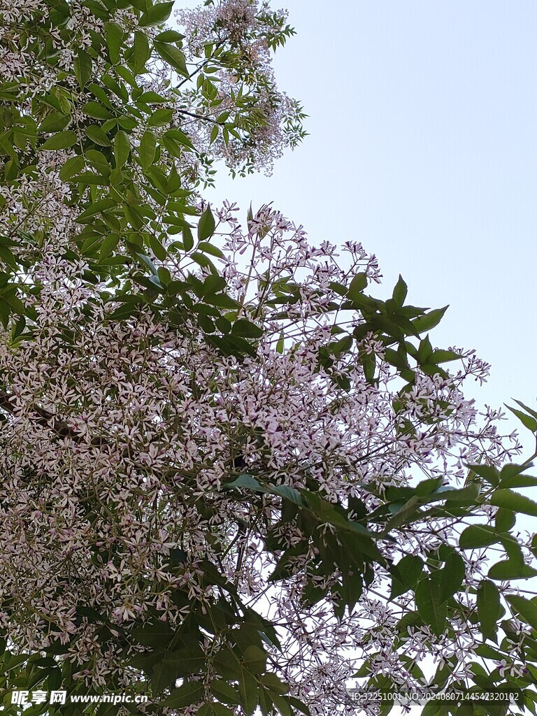 苦楝树