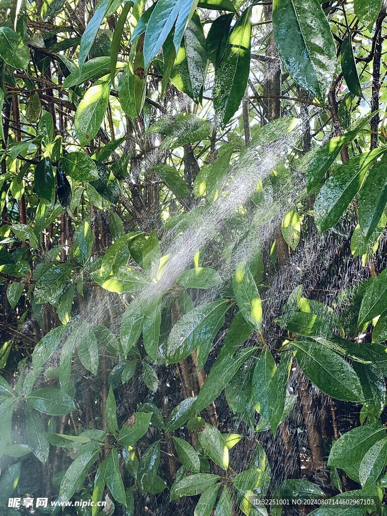 穿透的水珠