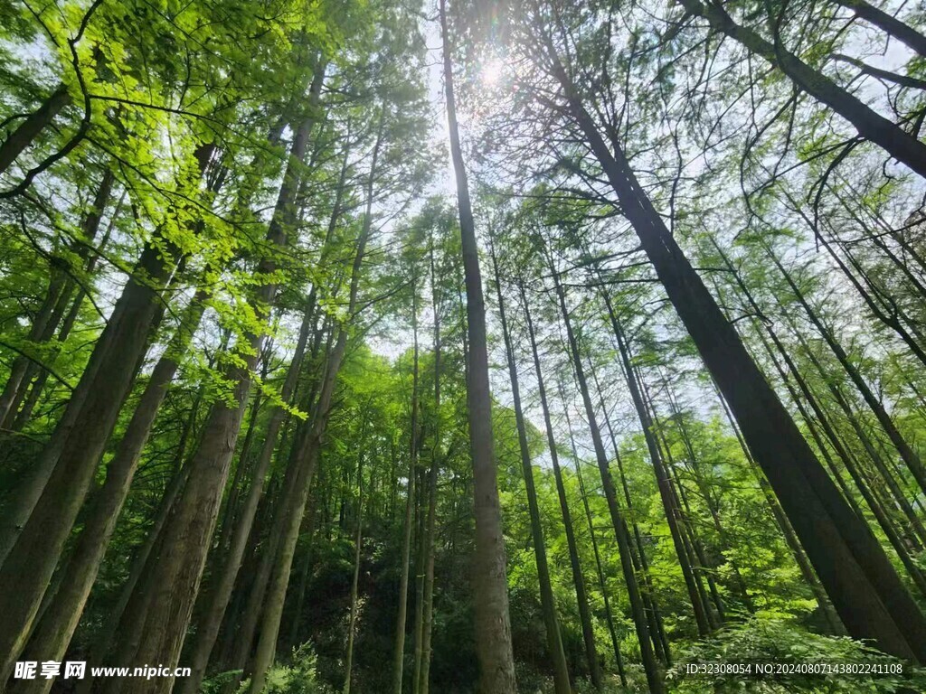 杉树