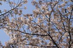 樱花盛夏