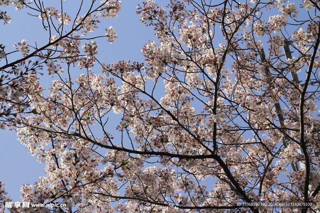 樱花盛夏