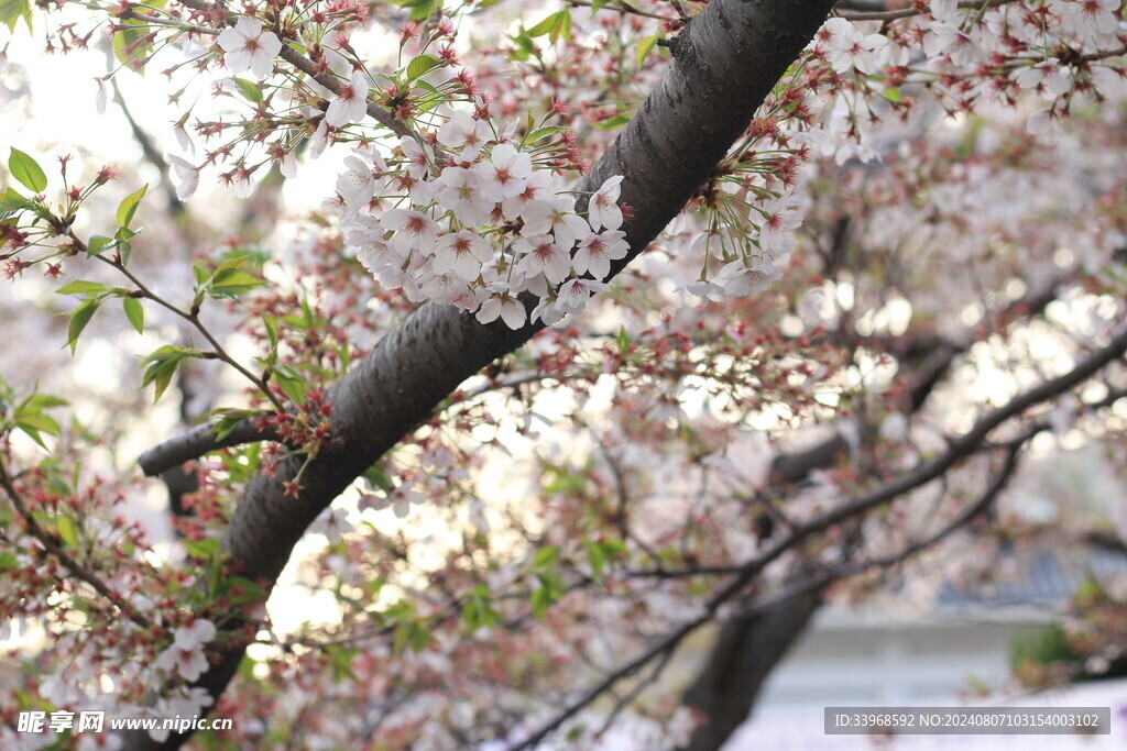 樱花盛夏