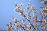 樱花盛夏