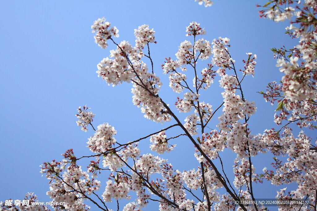 樱花盛夏