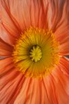 花蕊