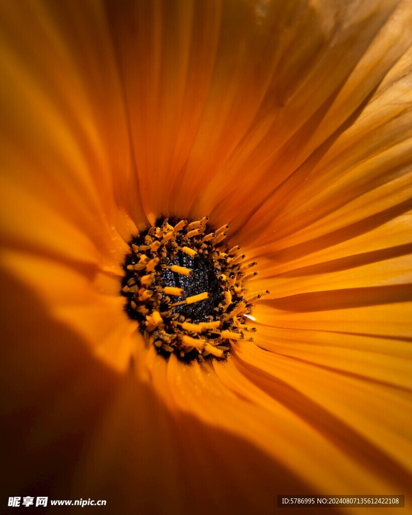 花蕊