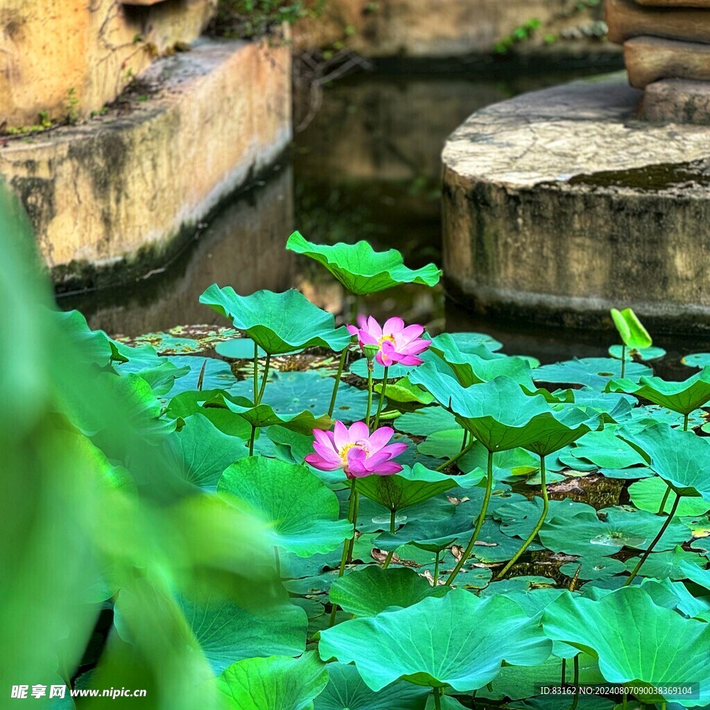 荷花池