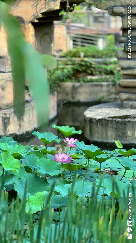 荷花兰草