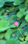 一枝花