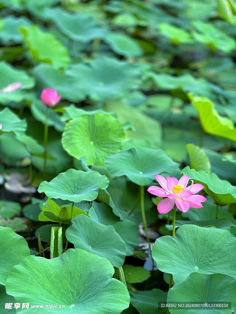 粉红花朵