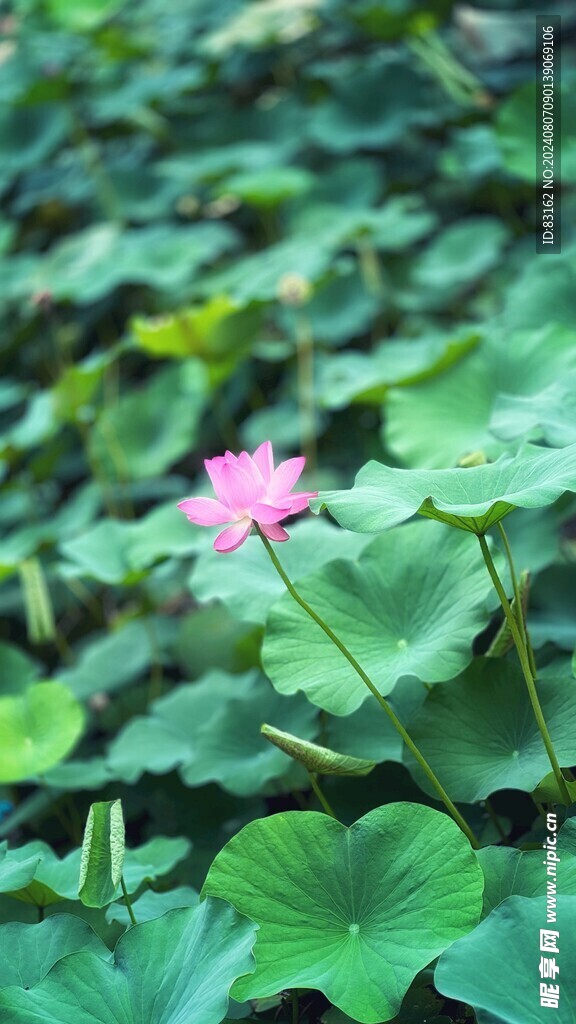 荷花情