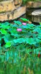 荷花池