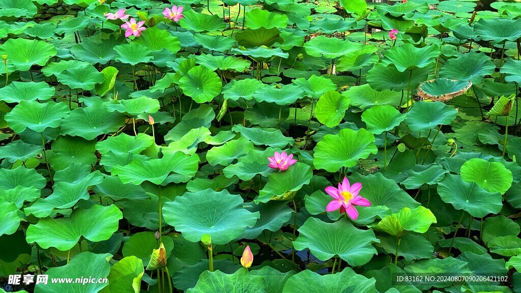 荷花池