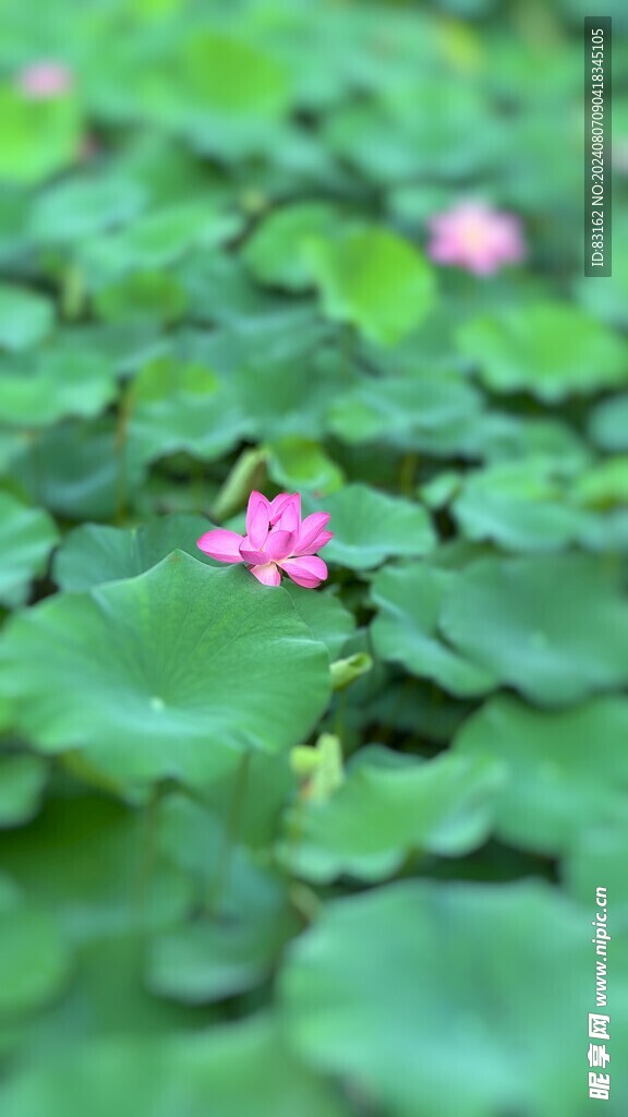 粉红荷花