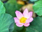 荷花特写