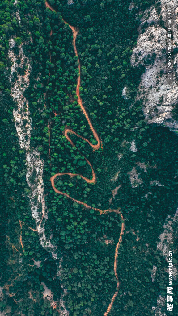 树林