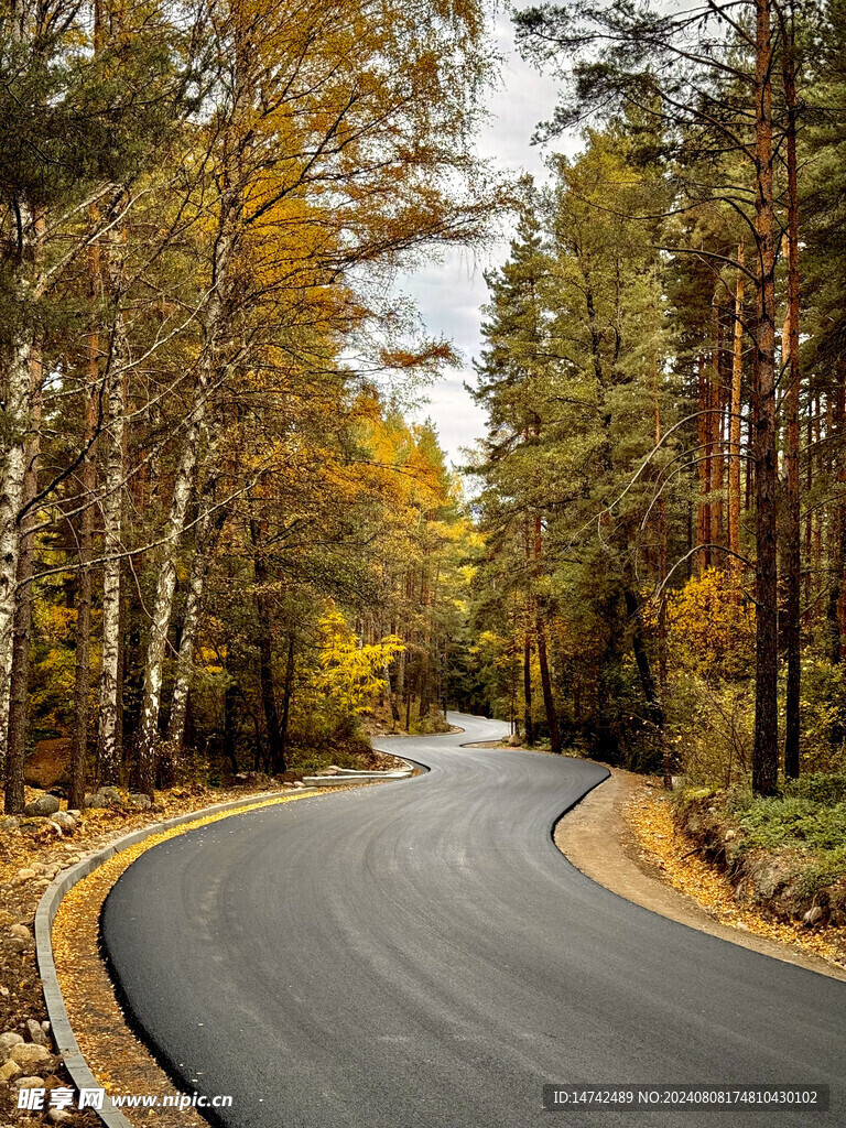 树林道路