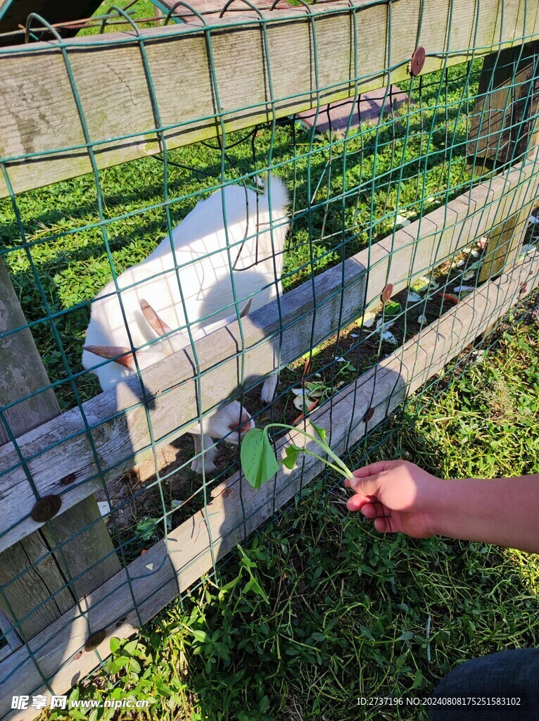 喂食