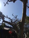 蠡园风景