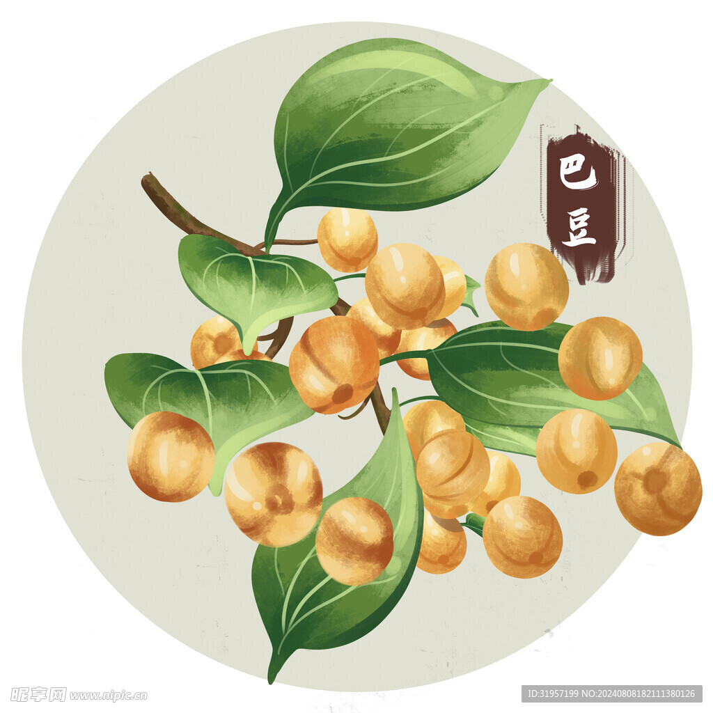 巴豆中药材