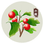 手绘山楂中药材