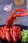 青岛艳赤大红虾 