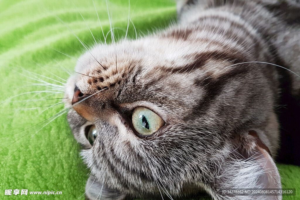 猫
