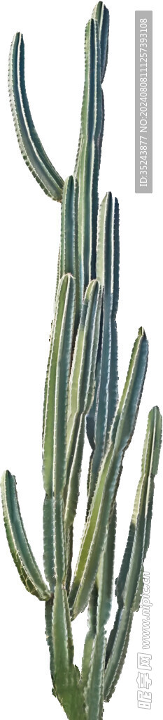 仙人掌